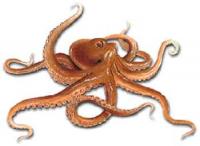 Pulpo :: Octopus vulgaris