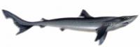 Tiburón Perro :: Galeorhinus galeus