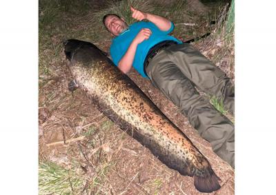 Pescan un gran siluro de 1,65 metros y 65 kilos en el río Tormes salmantino