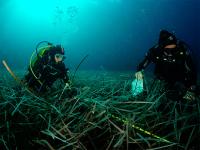 Científicos del IEO estudian la salud de las praderas marinas de Baleares
