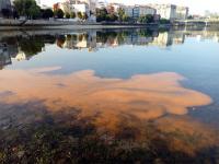 El IEO lanza una iniciativa de ciencia ciudadana para hacer un seguimiento de las mareas rojas en Galicia