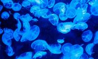 Medusas todo el año: el cambio climático hace que estos animales ronden el mar Mediterráneo todo el año