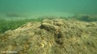 Restaurar las poblaciones de ostra plana podría contribuir a la recuperación del Mar Menor