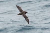 Científicos del IEO observan un ave antártica en aguas del Atlántico Norte