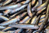 El IEO estudia el reclutamiento del boquerón y la sardina en el golfo de Cádiz