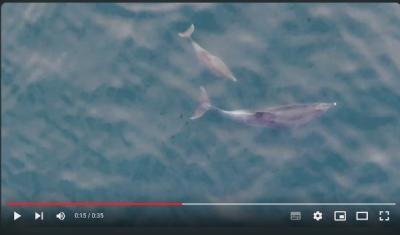 El IEO estudia los rorcuales en aguas de las Rías Baixas
