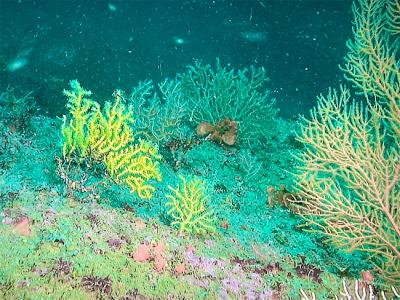 El IEO finaliza una campaña de seguimiento de la biodiversidad marina de los fondos rocosos del Cantábrico