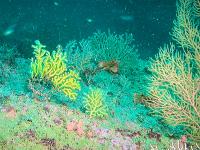  El IEO finaliza una campaña de seguimiento de la biodiversidad marina de los fondos rocosos del Cantábrico