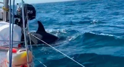 Las orcas vuelven a la mar de Galicia