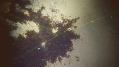 Un nuevo estudio del IEO revela que el alga invasora Rugulopteryx okamurae amenaza los ecosistemas marinos profundos en el golfo de Cádiz