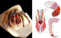  Una nueva herramienta permite identificar especies de cangrejo ermitaño en base a patrones de color