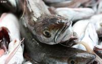 El IEO crea una herramienta de predicción de la eficiencia económica pesquera