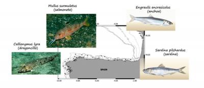 Investigadores del Instituto Español de Oceanografía encuentran microplásticos en peces del noroeste ibérico