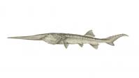 Se extingue el 'Psephurus gladius', el pez remo chino que medía hasta siete metros