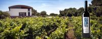 Menorquin y Bodegas Binifadet, un tandem perfecto para disfrutar el mar y saborear el vino de la tierra de Menorca
