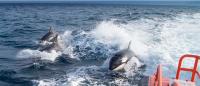 La restricción a la navegación por la presencia de orcas se extiende a Fisterra