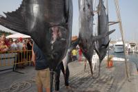 El próximo miercoles 3 comienza el XVI Concurso de Pesca de Altura de Puerto Calero