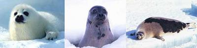 200.000 crías de foca, atrapadas por hielo en el mar Blanco