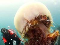 Medusas gigantes hunden un pesquero de diez toneladas en Japón