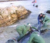 Quince orcas bastardas mueren en Burela