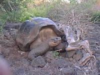 Se extinguen las tortugas Galápagos de la isla Pinta