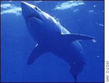 Suaviza la "mala" reputación del tiburón blanco australiano