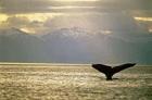 Vuelven las ballenas a la Patagonia argentina