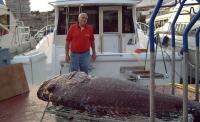 Un pescador captura con una caña con carrete eléctrico un mero de 44 kilos a unas 30 millas del puerto de El Campello