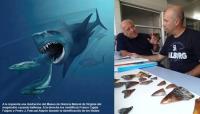 Científicos del IEO encuentran en Canarias fósiles de megalodón, el tiburón más grande que ha existido