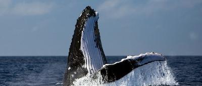 Comisión Ballenera Internacional, oportunidad histórica para la creación de un Santuario de cetáceos en el Atlántico Sur 