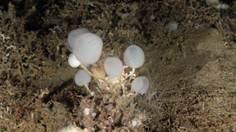 Descubierta en el Mediterraneo una nueva especie de esponja cristal