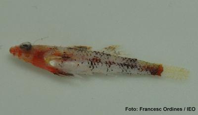 Descubierta una nueva especie de pez en los fondos de algas rojas de Baleares