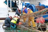 El IEO estudia el estado de las poblaciones de sardina en el noroeste peninsular