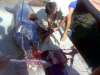 Capturado en La Gomera un marlín azul de 414 kilos