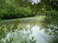 Desastre ecológico en el río Castro, principal afluente del Xuvia