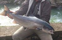 El CAMPANU, un salmón de 9 kilos lo pescó Francisco Vega Díaz en el Sella, 