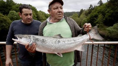 El primer salmón de la temporada en Galicia. El campano del Ulla pesó 8,310 kg