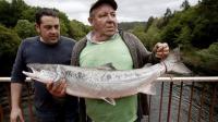El primer salmón de la temporada en Galicia. El campano del Ulla pesó 8,310 kg
