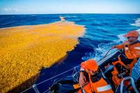 El ataque de las algas llega a la flota de la Volvo Ocean Race
